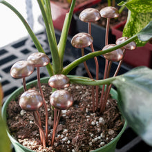 Load image into Gallery viewer, Copper Mushroom Cluster top down with plants on a style background - Down To Earth