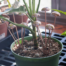 Load image into Gallery viewer, Copper Mushroom Cluster front facing with plants on a styled background - Down To Earth