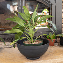 Load image into Gallery viewer, Gardener Select Bowl Planter with a plant inside angled displayed on a styled background - Down to Earth
