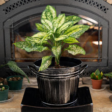 Load image into Gallery viewer, Gardener Select Metal Bucket Planter with plants displayed on a styled background - Down to Earth