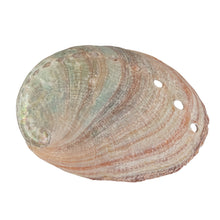 Load image into Gallery viewer, One Sided Polished Abalone Smudging Shell 2-3 in front facing displayed on a white background - Down To Earth
