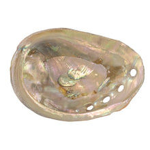 Load image into Gallery viewer, One Sided Polished Abalone Smudging Shell 2-3 in back facing displayed on a white background - Down To Earth