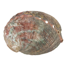 Load image into Gallery viewer, One Sided Polished Abalone Smudging Shell 3-4 in front facing displayed on a white background - Down To Earth