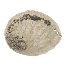 Load image into Gallery viewer, One Sided Polished Abalone Smudging Shell 4-5 in front facing displayed on a white background - Down To Earth