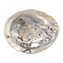 Load image into Gallery viewer, One Sided Polished Abalone Smudging Shell 4-5 in back facing displayed on a white background - Down To Earth