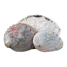 Load image into Gallery viewer, One Sided Polished Abalone Smudging Shell front facing displayed on a white background - Down To Earth