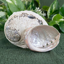 Load image into Gallery viewer, One Sided Polished Abalone Smudging Shell front and back side of the shell displayed on a styled background - Down To Earth