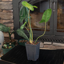 Load image into Gallery viewer, Plant Support Rod with a plant angled displayed on a styled background - Down to Earth