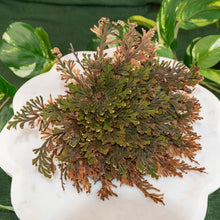 Load image into Gallery viewer, "Fern-like plant, a Rose of Jericho bundle, on a white surface with green leaves in the background," - Down to Earth.