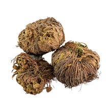 Load image into Gallery viewer, "Top-down view of three Rose of Jericho Flowers on a white background," - Down to Earth.