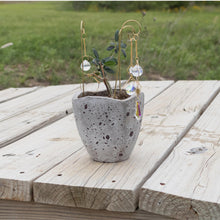 Load image into Gallery viewer, Sun Catcher Plant Decor Group Picture with Styled Background - Down To Earth