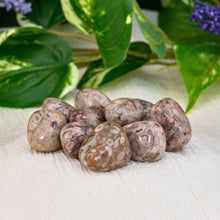 Load image into Gallery viewer, "Pile of tumbled white leopardskin jasper crystals with green foliage in the background," - Down to Earth.