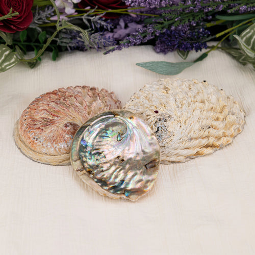 Abalone Smudging Shell with white background and flowers - Down To Earth