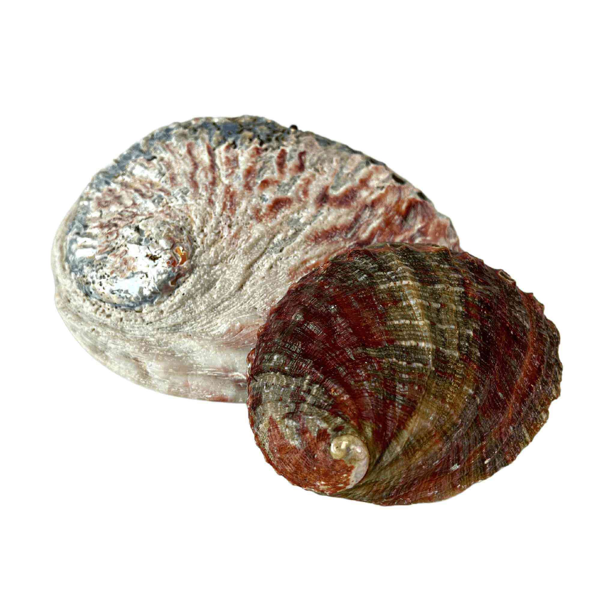 Purify with Elegance: Premium Abalone Smudging Shell! – Down To Earth