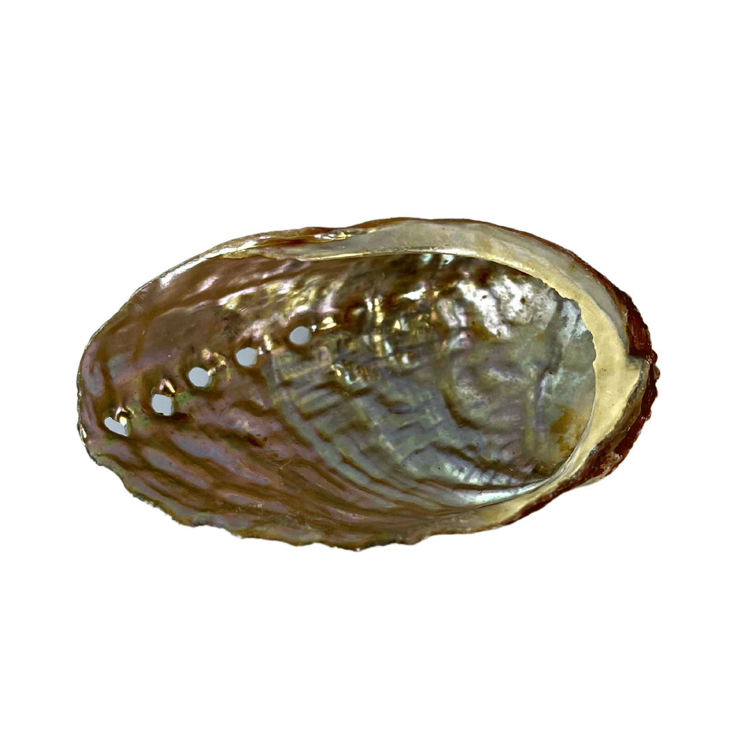 Abalone Smudging Shell Inside - Down To Earth