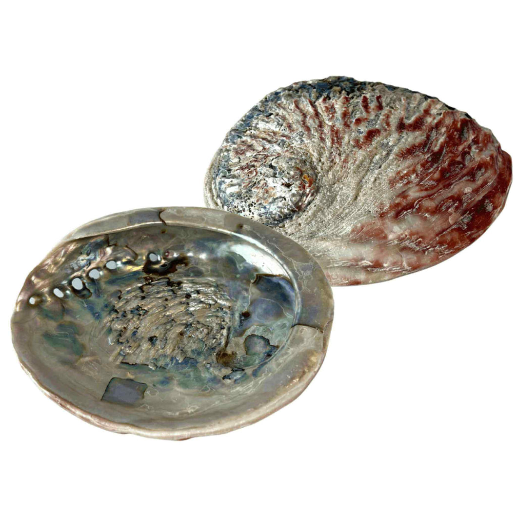 Abalone Smudging Shell - Down To Earth