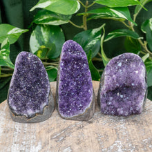 Load image into Gallery viewer, &quot;Three Amethyst Geode Clusters that stand at about 2 to 3.5 inches tall with green foliage in the background,&quot; - Down to Earth.
