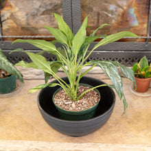 Load image into Gallery viewer, Gardener Select Bowl Planter top down with the plant inside displayed on a styled background - Down to Earth
