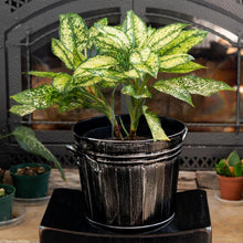 Load image into Gallery viewer, Gardener Select Metal Bucket Planter with plants angled displayed on a styled background - Down to Earth
