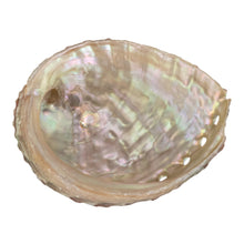 Load image into Gallery viewer, One Sided Polished Abalone Smudging Shell 3-4 in back facing displayed on a white background - Down To Earth
