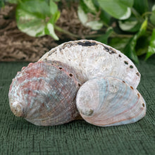 Load image into Gallery viewer, One Sided Polished Abalone Smudging Shell group photo displayed on a styled background - Down To Earth
