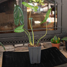 Load image into Gallery viewer, Plant Support Rod with a plant up close displayed on a styled background - Down to Earth
