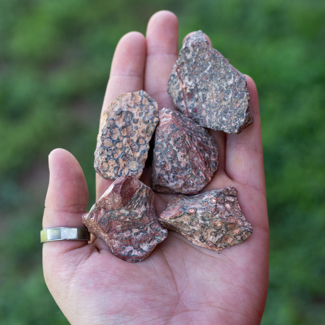 Raw Leopardskin Jasper in the Palm of. a Hand - Down To Earth