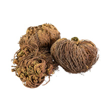 Load image into Gallery viewer, "Three dried Rose of Jericho flowers on a white background," - Down to Earth.
