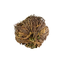 Load image into Gallery viewer, "Single Rose of Jericho Flower on a white background," - Down to Earth.
