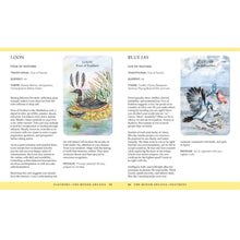 Load image into Gallery viewer, Spirit Animal Tarot Deck: Loon &amp; Bluejay page on white background - Down To Earth
