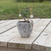 Load image into Gallery viewer, Sun Catcher Plant Decor Group Picture with Styled Background - Down To Earth
