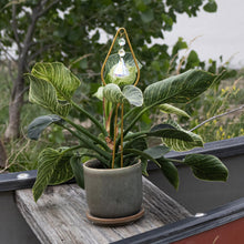 Load image into Gallery viewer, Trellis Gold Metal Tear on plant with Styled Background - Down To Earth

