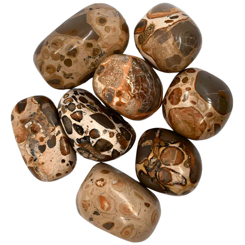 Tumbled Brown Rhyolite Leopardite Crystals - Down To Earth