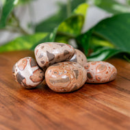 Snakeskin Tumbled on a wooden surface - Down to Earth 