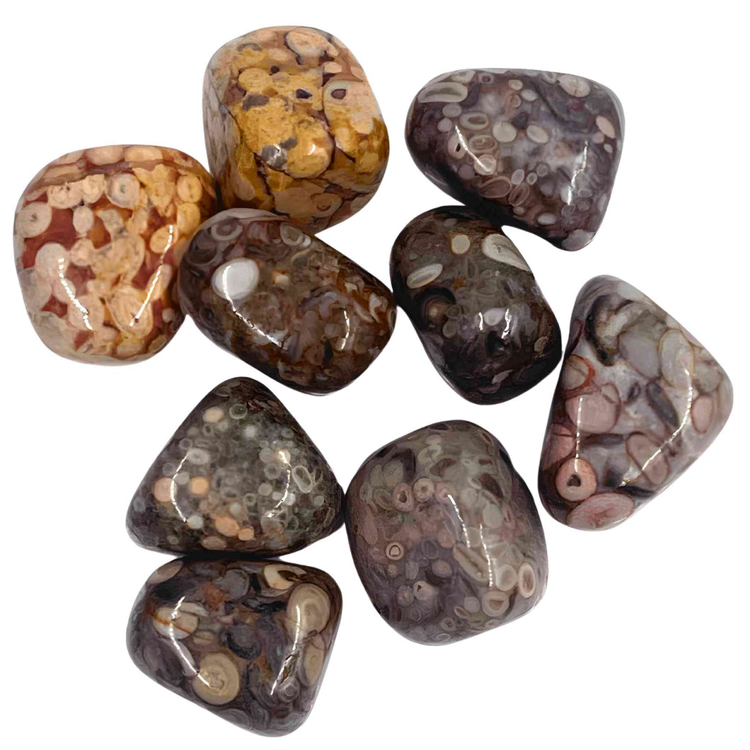 Tumbled White Leopardskin Jasper Crystals - Down To Earth