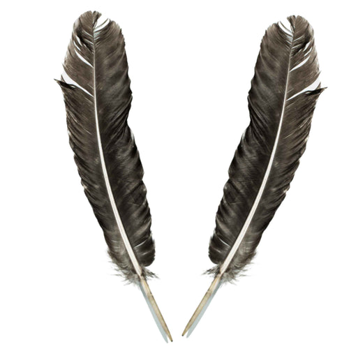 Wholesale Barred Turkey Feather - Down To Earth