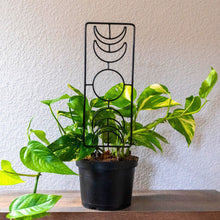 Load image into Gallery viewer, "Triple Moon Plant Trellis within a Golden Pothos houseplant," - Down to Earth. 
